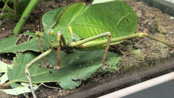 Grüne Heuschrecke in Vitrine mit grünen Blättern, getarnt.