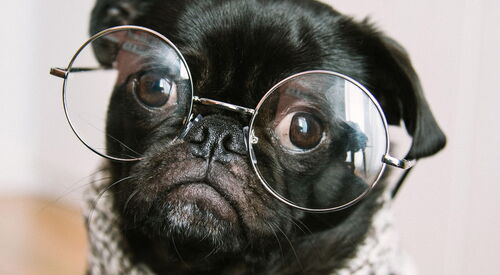 Mops mit schwarzen Fell und großen Augen trägt eine Brille und schaut neugierig in die Kamera. Der Hintergrund ist unscharf.