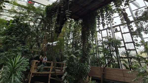 Tropenhaus mit vielen Pflanzen unter Glasdach. Holt/Bambus Stege für Besuchende.