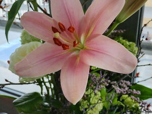 Nahaufnahme einer rosa Lilien-Blüte in voller Pracht.