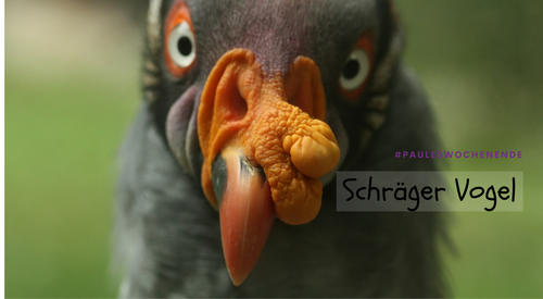 Bild eines Vogels