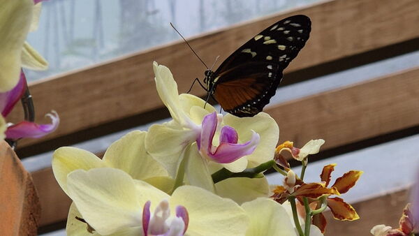 Gelbe Orchidee mit einem brauen Schmetterling auf einer der vielen Blüten.