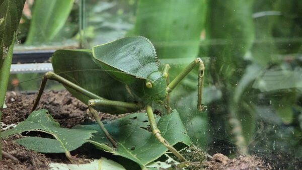 Grünes Tier mit 6 Beinen in Glasvitrine umgeben von grünen Blättern.