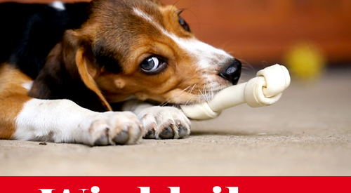 Hund mit Spielknochen