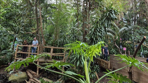Tropenhaus mit vielen Pflanzen unter Glasdach. Holt/Bambus Stege für Besuchende. Künstlicher großer gelber Schmetterling hängt von der Decke.