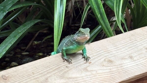 Grüner Leguan guckt über ein Holzgeländer.