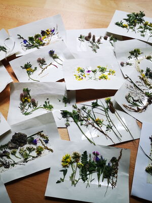 Auf einem Tisch liegen zahlreiche kleine weiße Blätter mit gepressten Blumen und Pflanzen darauf verteilt.