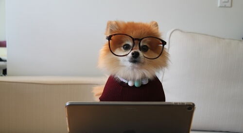 Plüschfuchs mit Brille hinter einem Laptop